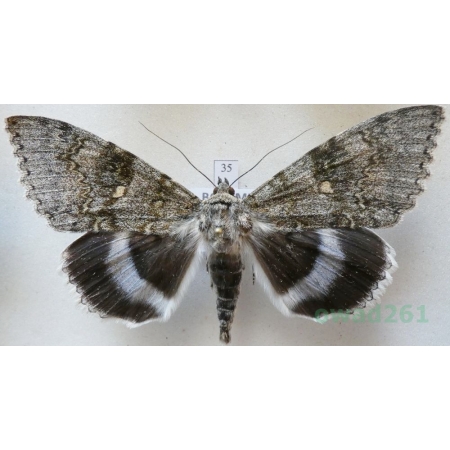 Catocala fraxini (Linnaeus, 1758) male Wstęgówka jesionka ex. ovo Czech 82mm35